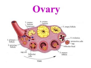 Ovary
 