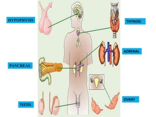 HYPOPHYSIS    THYROID




             ADRENAL


PANCREAS




             OVARY
    TESTES
 