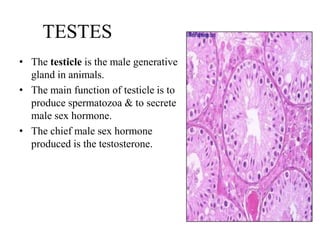 TESTES
• The testicle is the male generative
  gland in animals.
• The main function of testicle is to
  produce spermatozoa & to secrete
  male sex hormone.
• The chief male sex hormone
  produced is the testosterone.
 
