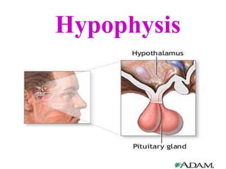Hypophysis
 