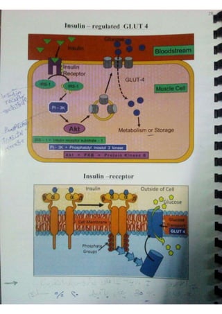 Endocrine dr hawary 2021