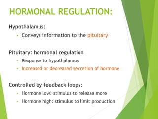 HORMONAL REGULATION:
Hypothalamus:
• Conveys information to the pituitary
Pituitary: hormonal regulation
• Response to hypothalamus
• Increased or decreased secretion of hormone
Controlled by feedback loops:
• Hormone low: stimulus to release more
• Hormone high: stimulus to limit production
 
