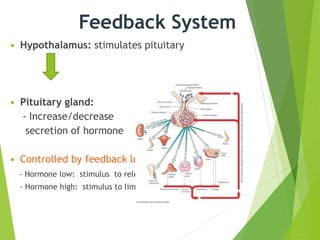 Feedback System
 Hypothalamus: stimulates pituitary
 Pituitary gland:
- Increase/decrease
secretion of hormone
 Controlled by feedback loops
- Hormone low: stimulus to release more
- Hormone high: stimulus to limit release
 