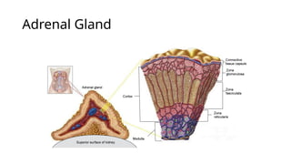 Adrenal Gland
 