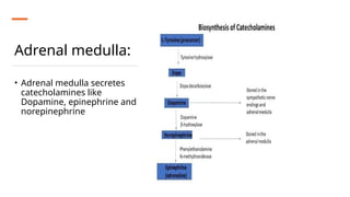 Adrenal medulla:
• Adrenal medulla secretes
catecholamines like
Dopamine, epinephrine and
norepinephrine
 