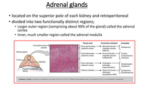 Adrenal glands
• located on the superior pole of each kidney and retroperitoneal
• divided into two functionally distinct regions;
• Larger outer region (comprising about 90% of the gland) called the adrenal
cortex
• Inner, much smaller region called the adrenal medulla
 