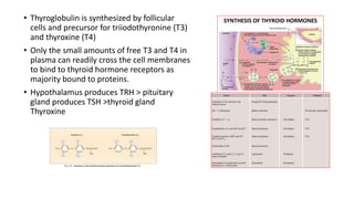 • Thyroglobulin is synthesized by follicular
cells and precursor for triiodothyronine (T3)
and thyroxine (T4)
• Only the small amounts of free T3 and T4 in
plasma can readily cross the cell membranes
to bind to thyroid hormone receptors as
majority bound to proteins.
• Hypothalamus produces TRH > pituitary
gland produces TSH >thyroid gland
Thyroxine
 