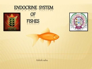ENDOCRINE SYSTEM
OF
FISHES
Ashish sahu
 