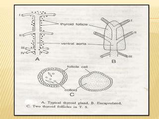 Endocrine Fish characteristic and introduction.pdf