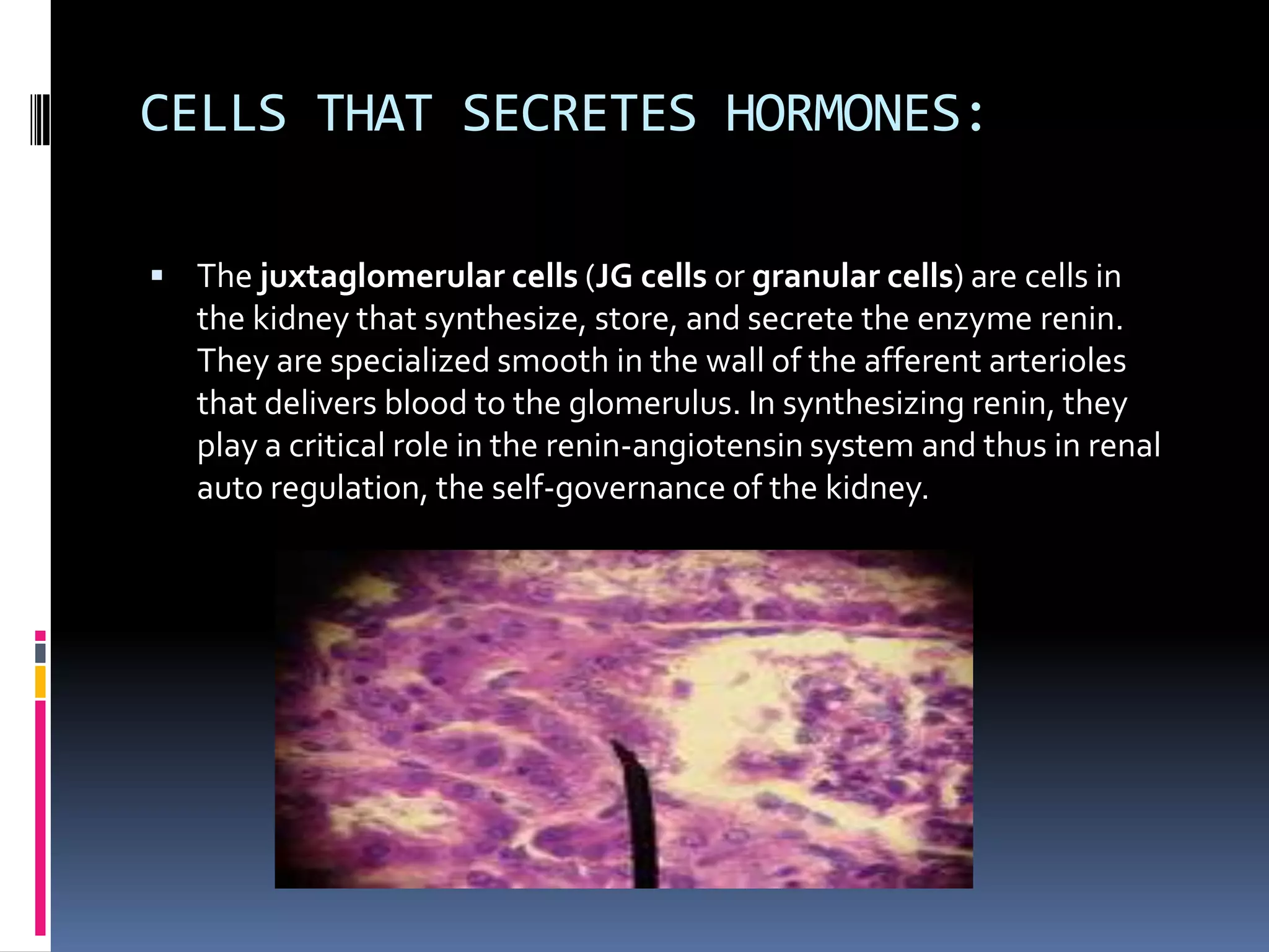 CELLS THAT SECRETES HORMONES:
 The juxtaglomerular cells (JG cells or granular cells) are cells in

the kidney that synthesize, store, and secrete the enzyme renin.
They are specialized smooth in the wall of the afferent arterioles
that delivers blood to the glomerulus. In synthesizing renin, they
play a critical role in the renin-angiotensin system and thus in renal
auto regulation, the self-governance of the kidney.

 