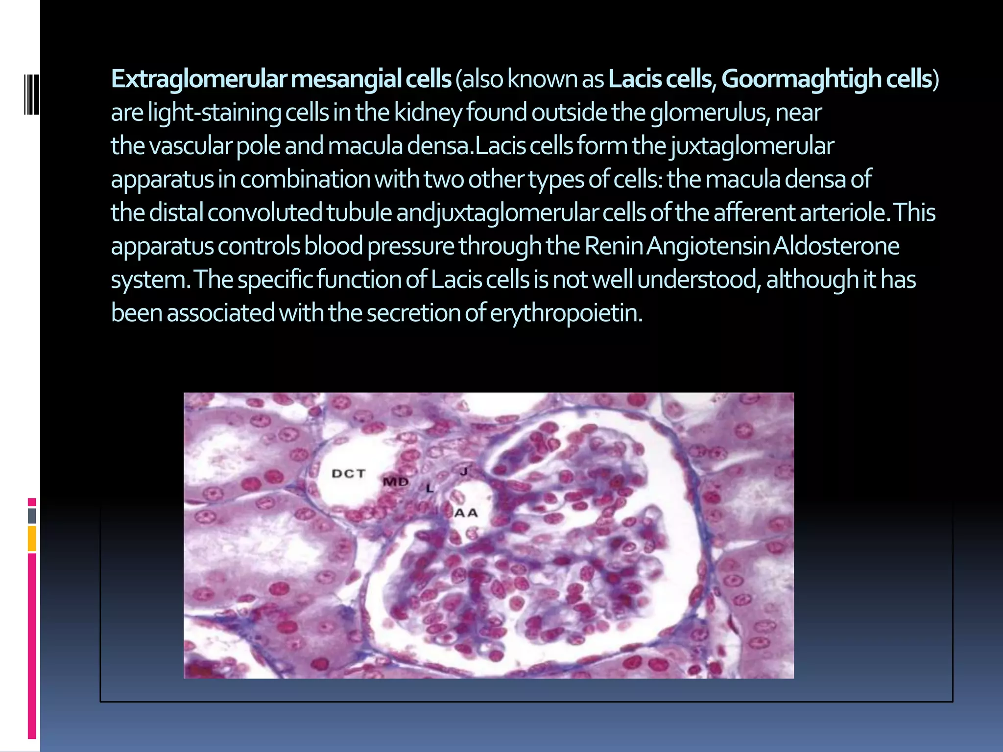 Extraglomerular mesangial cells(also known asLacis cells,Goormaghtigh cells)
are light-staining cells in thekidneyfound outside theglomerulus, near
thevascular poleandmacula densa.Lacis cells form thejuxtaglomerular
apparatusin combination with two other types of cells: themacula densaof
thedistal convoluted tubuleandjuxtaglomerular cellsof theafferent arteriole.This
apparatus controlsblood pressure through theRenin Angiotensin Aldosterone
system.The specific function of Lacis cells is not well understood, although it has
been associated with the secretion oferythropoietin.

 