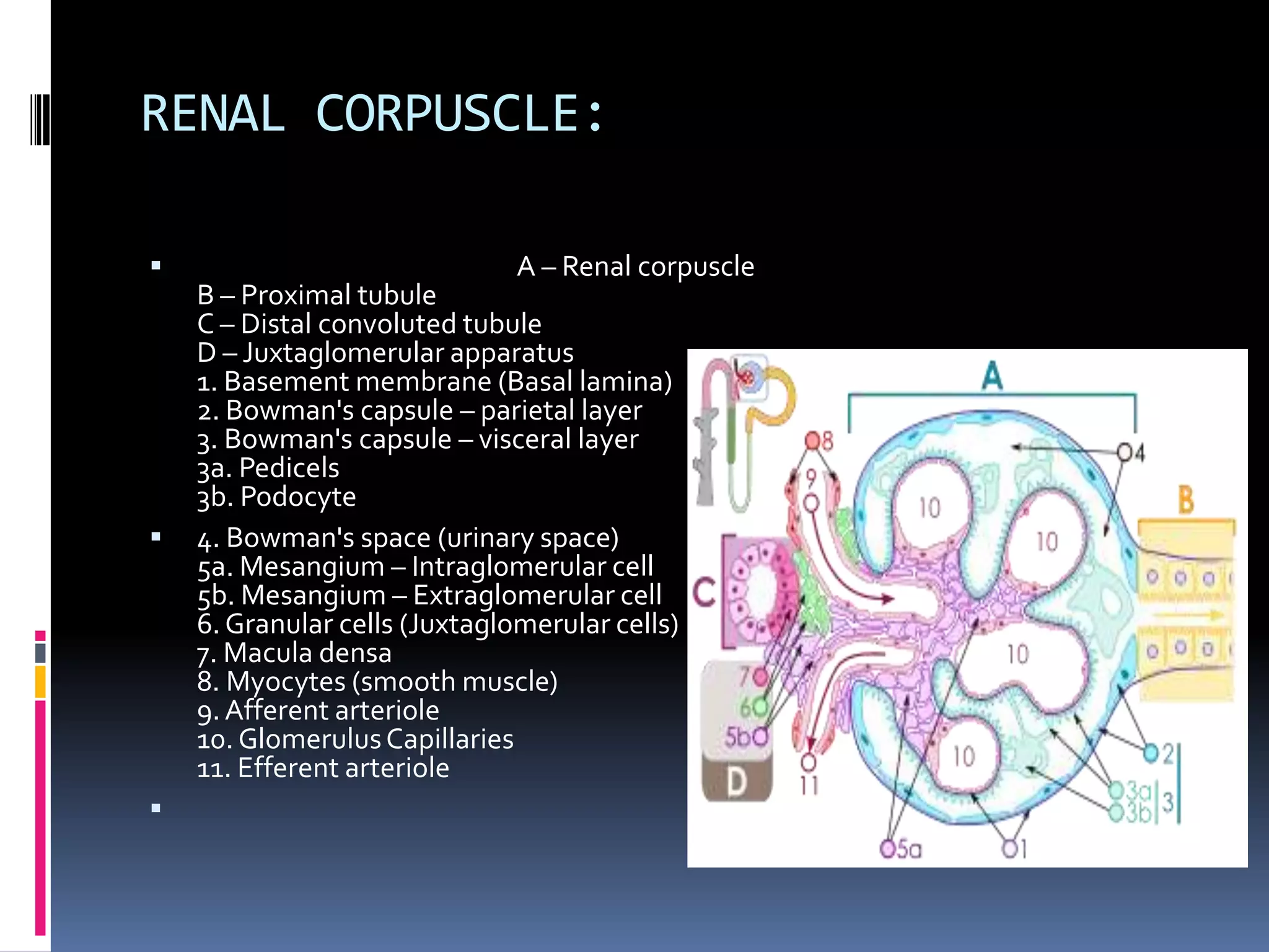 RENAL CORPUSCLE:






A – Renal corpuscle

B – Proximal tubule
C – Distal convoluted tubule
D – Juxtaglomerular apparatus
1. Basement membrane (Basal lamina)
2. Bowman's capsule – parietal layer
3. Bowman's capsule – visceral layer
3a. Pedicels
3b. Podocyte
4. Bowman's space (urinary space)
5a. Mesangium – Intraglomerular cell
5b. Mesangium – Extraglomerular cell
6. Granular cells (Juxtaglomerular cells)
7. Macula densa
8. Myocytes (smooth muscle)
9. Afferent arteriole
10. Glomerulus Capillaries
11. Efferent arteriole

 