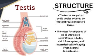 Endocrine functions of testies.pdf testies endocrinology | PDF