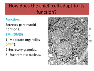 Chief Cells Structural Endocrine genitourinary block copy | PDF