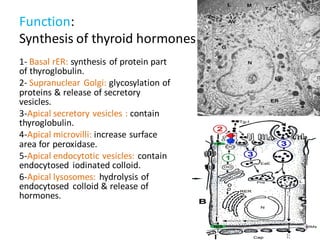 Function:
Synthesis of thyroid hormones
1- Basal rER: synthesis of protein part
of thyroglobulin.
2- Supranuclear Golgi: glycosylation of
proteins & release of secretory
vesicles.
3-Apical secretory vesicles : contain
thyroglobulin.
4-Apical microvilli: increase surface
area for peroxidase.
5-Apical endocytotic vesicles: contain
endocytosed iodinated colloid.
6-Apical lysosomes: hydrolysis of
endocytosed colloid & release of
hormones.
 