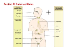 Position Of Endocrine Glands
 