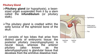 Pituitary Gland
Pituitary gland (or hypophysis), a bean-
sized organ suspended from it by a stem
called the infundibulum (or pituitary
stalk).
The pituitary gland is cradled within the
sella turcica of the sphenoid bone of the
skull.
It consists of two lobes that arise from
distinct parts of embryonic tissue: the
posterior pituitary (neurohypophysis) is
neural tissue, whereas the anterior
pituitary (also known as the
adenohypophysis) is glandular tissue that
develops from the primitive digestive tract.
 