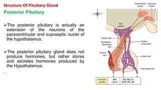Structure Of Pituitary Gland
Posterior Pituitary
The posterior pituitary is actually an
extension of the neurons of the
paraventricular and supraoptic nuclei of
the hypothalamus.
The posterior pituitary gland does not
produce hormones, but rather stores
and secretes hormones produced by
the Hypothalamus.
.
 