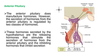 Anterior Pituitary
The anterior pituitary does
manufacture hormones. However,
the secretion of hormones from the
anterior pituitary is regulated by
two classes of hormones.
These hormones secreted by the
hypothalamus are the releasing
hormones that stimulate the
secretion of hormones from the
anterior pituitary and the inhibiting
hormones that inhibit secretion
 