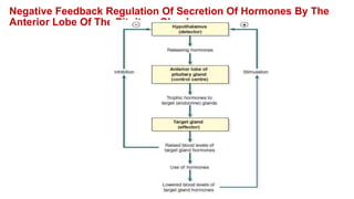 Negative Feedback Regulation Of Secretion Of Hormones By The
Anterior Lobe Of The Pituitary Gland.
 