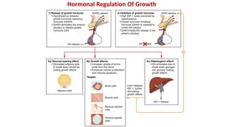 Hormonal Regulation Of Growth
 