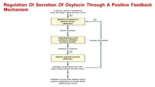 Regulation Of Secretion Of Oxytocin Through A Positive Feedback
Mechanism
 