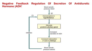 Negative Feedback Regulation Of Secretion Of Antidiuretic
Hormone (ADH).
 