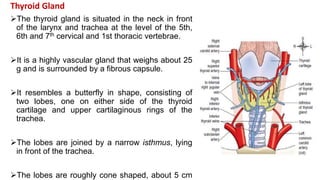 Thyroid Gland
The thyroid gland is situated in the neck in front
of the larynx and trachea at the level of the 5th,
6th and 7th cervical and 1st thoracic vertebrae.
It is a highly vascular gland that weighs about 25
g and is surrounded by a fibrous capsule.
It resembles a butterfly in shape, consisting of
two lobes, one on either side of the thyroid
cartilage and upper cartilaginous rings of the
trachea.
The lobes are joined by a narrow isthmus, lying
in front of the trachea.
The lobes are roughly cone shaped, about 5 cm
 