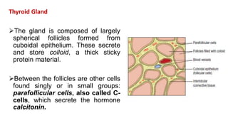 Thyroid Gland
The gland is composed of largely
spherical follicles formed from
cuboidal epithelium. These secrete
and store colloid, a thick sticky
protein material.
Between the follicles are other cells
found singly or in small groups:
parafollicular cells, also called C-
cells, which secrete the hormone
calcitonin.
 