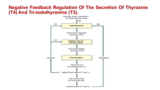 Negative Feedback Regulation Of The Secretion Of Thyroxine
(T4) And Tri-iodothyronine (T3).
 