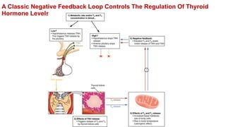A Classic Negative Feedback Loop Controls The Regulation Of Thyroid
Hormone Levels.
 