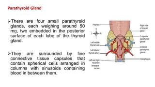 Parathyroid Gland
There are four small parathyroid
glands, each weighing around 50
mg, two embedded in the posterior
surface of each lobe of the thyroid
gland.
They are surrounded by fine
connective tissue capsules that
contain spherical cells arranged in
columns with sinusoids containing
blood in between them.
 
