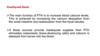 Parathyroid Gland
The main function of PTH is to increase blood calcium levels.
This is achieved by increasing the calcium absorption from
the small intestine and reabsorption from the renal tubules.
If these sources provide inadequate supplies then PTH
stimulates osteoclasts (bone-destroying cells) and calcium is
released from bones into the blood.
 
