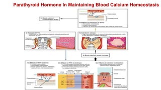 Parathyroid Hormone In Maintaining Blood Calcium Homeostasis
 