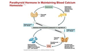 Parathyroid Hormone In Maintaining Blood Calcium
Homeostasis
 