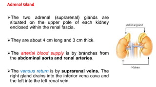 Adrenal Gland
The two adrenal (suprarenal) glands are
situated on the upper pole of each kidney
enclosed within the renal fascia.
They are about 4 cm long and 3 cm thick.
The arterial blood supply is by branches from
the abdominal aorta and renal arteries.
The venous return is by suprarenal veins. The
right gland drains into the inferior vena cava and
the left into the left renal vein.
 