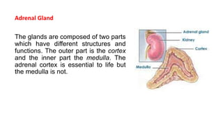 Adrenal Gland
The glands are composed of two parts
which have different structures and
functions. The outer part is the cortex
and the inner part the medulla. The
adrenal cortex is essential to life but
the medulla is not.
 