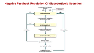 Negative Feedback Regulation Of Glucocorticoid Secretion.
 