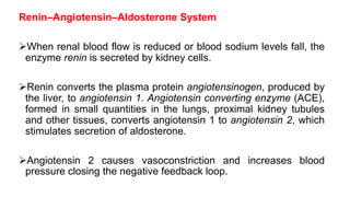 Renin–Angiotensin–Aldosterone System
When renal blood flow is reduced or blood sodium levels fall, the
enzyme renin is secreted by kidney cells.
Renin converts the plasma protein angiotensinogen, produced by
the liver, to angiotensin 1. Angiotensin converting enzyme (ACE),
formed in small quantities in the lungs, proximal kidney tubules
and other tissues, converts angiotensin 1 to angiotensin 2, which
stimulates secretion of aldosterone.
Angiotensin 2 causes vasoconstriction and increases blood
pressure closing the negative feedback loop.
 