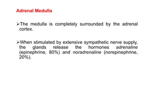 Adrenal Medulla
The medulla is completely surrounded by the adrenal
cortex.
When stimulated by extensive sympathetic nerve supply,
the glands release the hormones adrenaline
(epinephrine, 80%) and noradrenaline (norepinephrine,
20%).
 