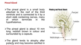 Pineal Gland
The pineal gland is a small body
attached to the roof of the third
ventricle and is connected to it by a
short stalk containing nerves, many
of which terminate in the
hypothalamus.
The pineal gland is about 10 mm
long, reddish brown in colour and
surrounded by a capsule.
The gland tends to atrophy after
puberty and may become calcified in
 