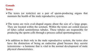 Gonads
Testes
The testes (or testicles) are a pair of sperm-producing organs that
maintain the health of the male reproductive system.
The testes are twin oval-shaped organs about the size of a large grape.
They are located within the scrotum. Within the testes are coiled masses
of tubes called seminiferous tubules. These tubules are responsible for
producing the sperm cells through a process called spermatogenesis.
In addition to their role in the male reproductive system, the testes also
have the distinction of being an endocrine gland because they secrete
testosterone—a hormone that is vital to the normal development of male
physical characteristics.
 