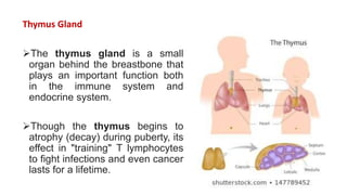 Thymus Gland
The thymus gland is a small
organ behind the breastbone that
plays an important function both
in the immune system and
endocrine system.
Though the thymus begins to
atrophy (decay) during puberty, its
effect in "training" T lymphocytes
to fight infections and even cancer
lasts for a lifetime.
 