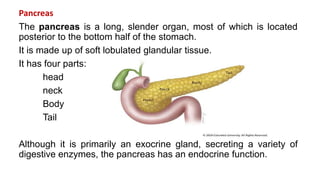 Pancreas
The pancreas is a long, slender organ, most of which is located
posterior to the bottom half of the stomach.
It is made up of soft lobulated glandular tissue.
It has four parts:
head
neck
Body
Tail
Although it is primarily an exocrine gland, secreting a variety of
digestive enzymes, the pancreas has an endocrine function.
 