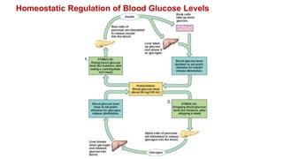 Homeostatic Regulation of Blood Glucose Levels
 