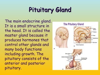 Endocrine glands PPT ON CLASS 8TH