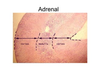 Adrenal 