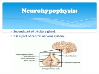 Neurohypophysis:


Second part of pituitary gland.
It is a part of central nervous system.
 