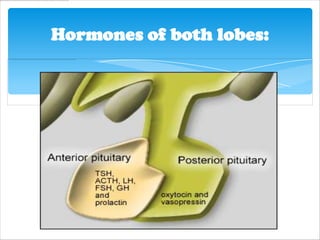 Hormones of both lobes:
 