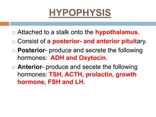 HYPOPHYSIS
 Attached to a stalk onto the hypothalamus.
 Consist of a posterior- and anterior pituitary.
 Posterior- produce and secrete the following
hormones: ADH and Oxytocin.
 Anterior- produce and secete the following
hormones: TSH, ACTH, prolactin, growth
hormone, FSH and LH.
 